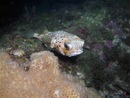 Underwater Ocean and seas picture from Dayo Scuba, Winter Park, Orlando, Florida